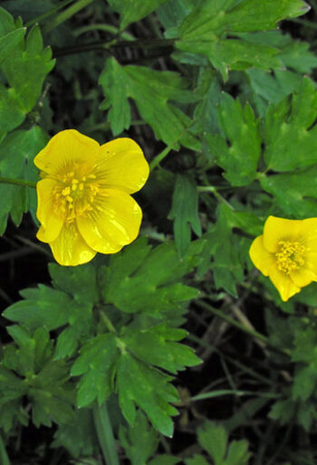 Creeping buttercup