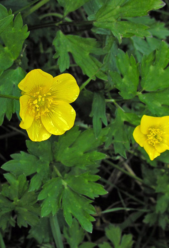 Creeping buttercup