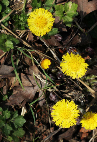 Colt's foot flower