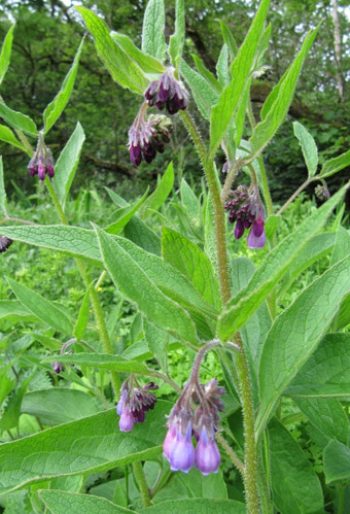 comfrey