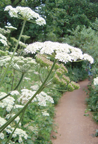 Cow parsley