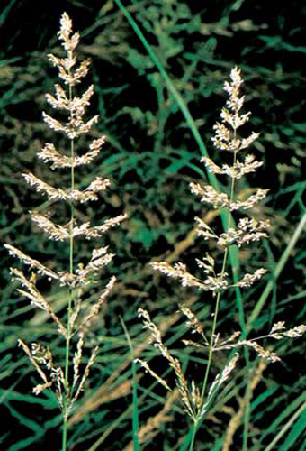 Creeping bent