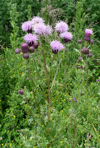 Creeping thistle