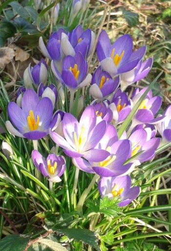 Crocus