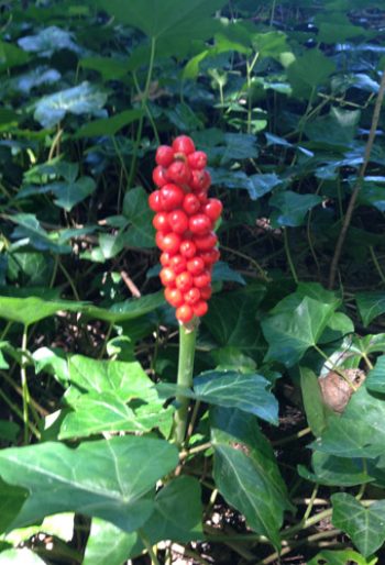 Cuckoo pint