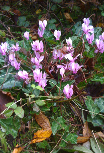 Cyclamen