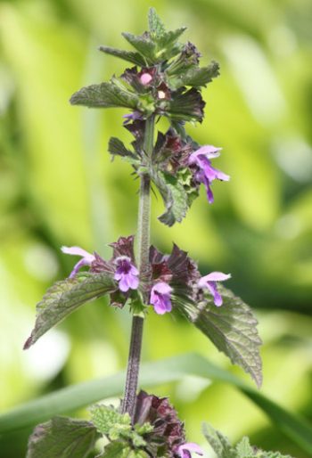 Purple dead nettle