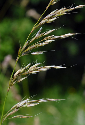 False oat grass