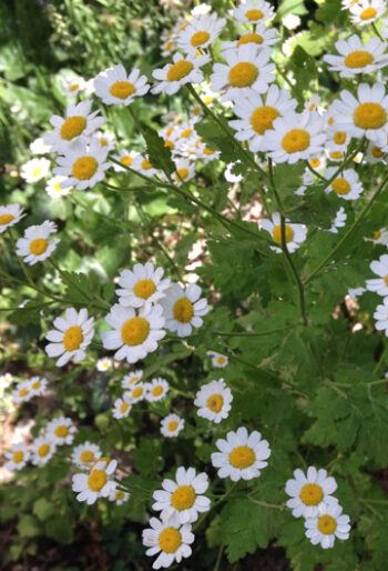 feverfew