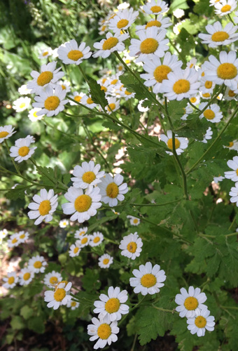 feverfew