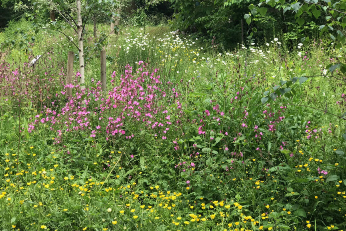 Allowing sunlight through has turned this area from a monoculture of ivy to a rich meadow ideal for pollinators.