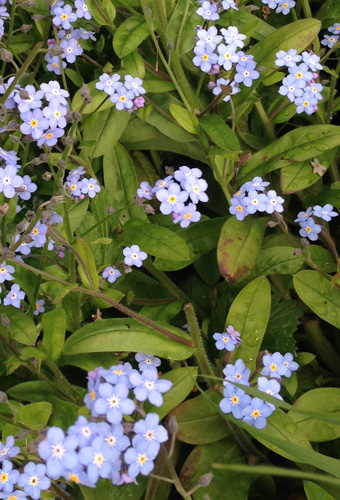 Forget-me-not