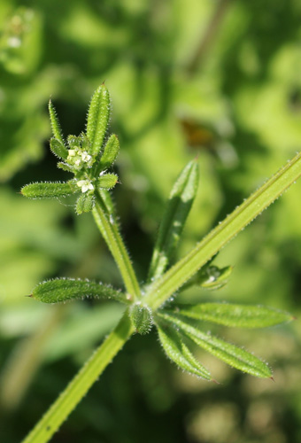 Goose grass