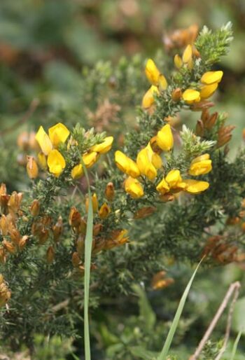 gorse Gorse