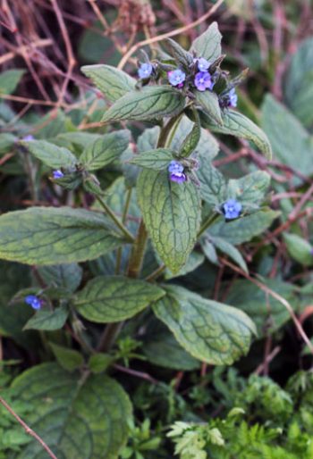 Green alkanet