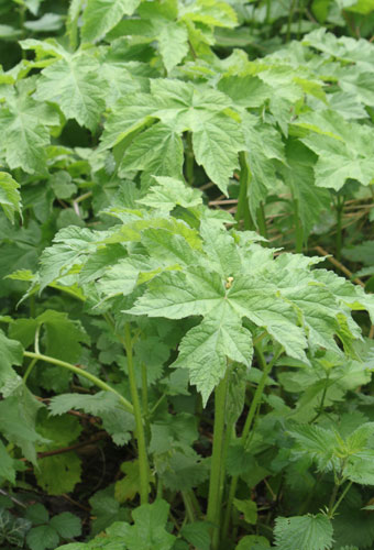 Common hogweed