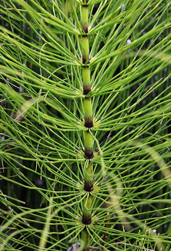 Giant horsetail