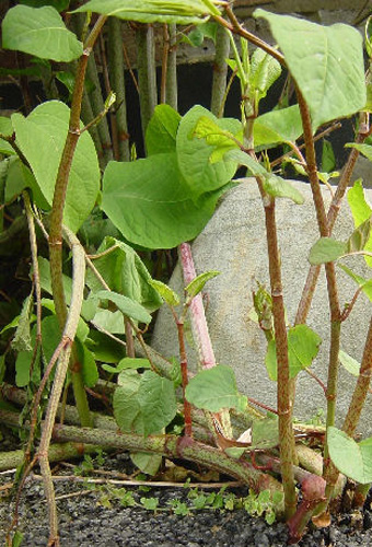 Japanese knotweed