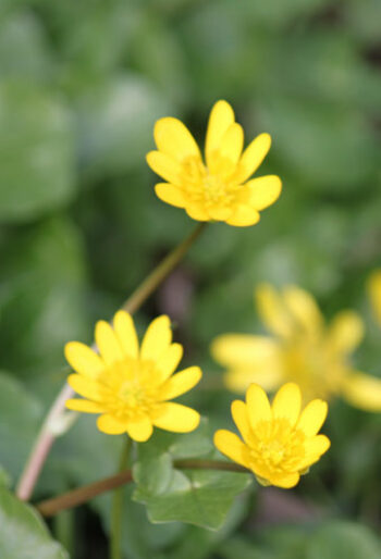 Lesser celandine