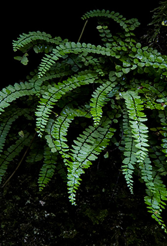 Maiden’s hair (Spleenwort)