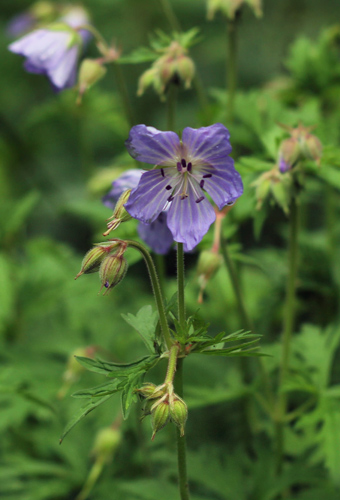 Meadow cranesbill