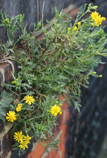 oxford_ragwort