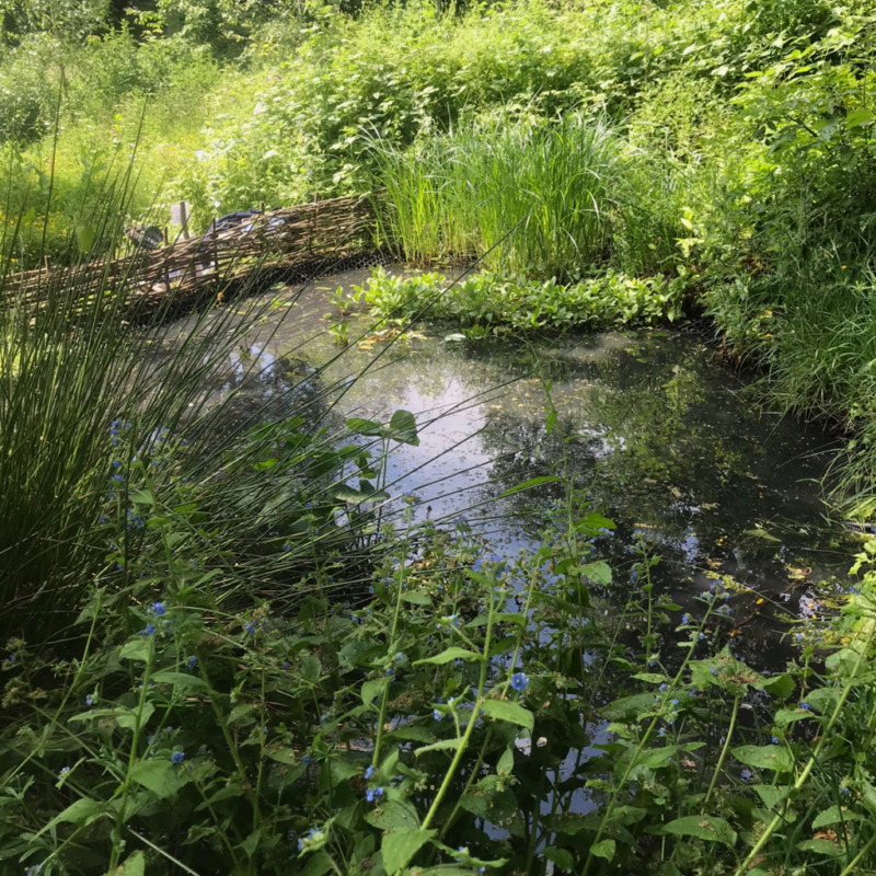 The pond is the centrepiece of the Wildlife Trail. It’s home to newts and hosts a wide range of invertebrates.