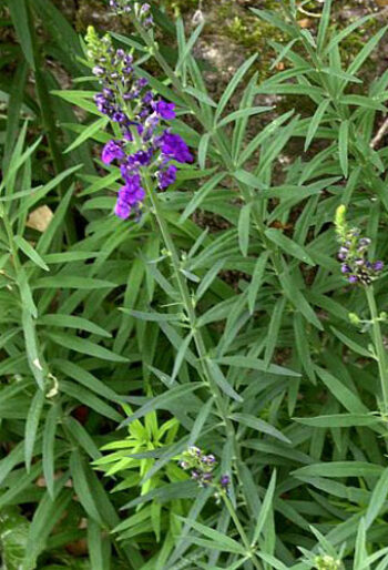 Purple toadflax