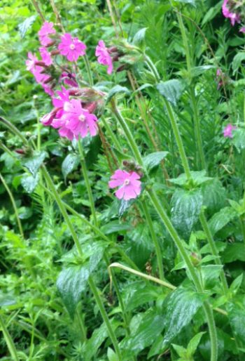 Red campion