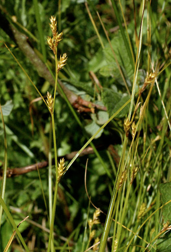 Remote sedge