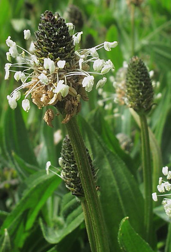 Ribwort plantain