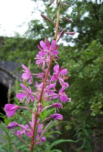 Rosebay willowherb