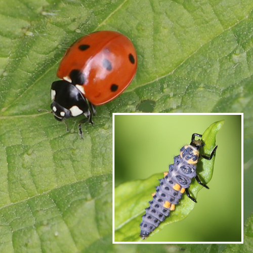 Seven spot ladybird and larvae