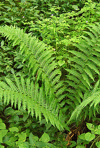 Shield fern