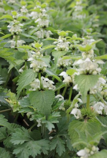 White deadnettle