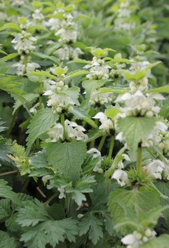 White deadnettle