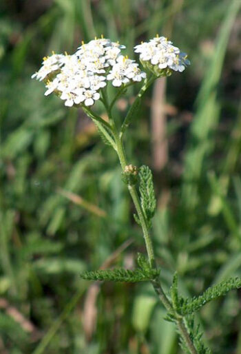 Yarrow