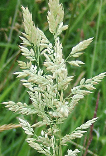 Yorkshire fog grass