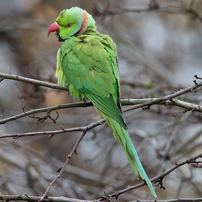 Ring necked parakeet