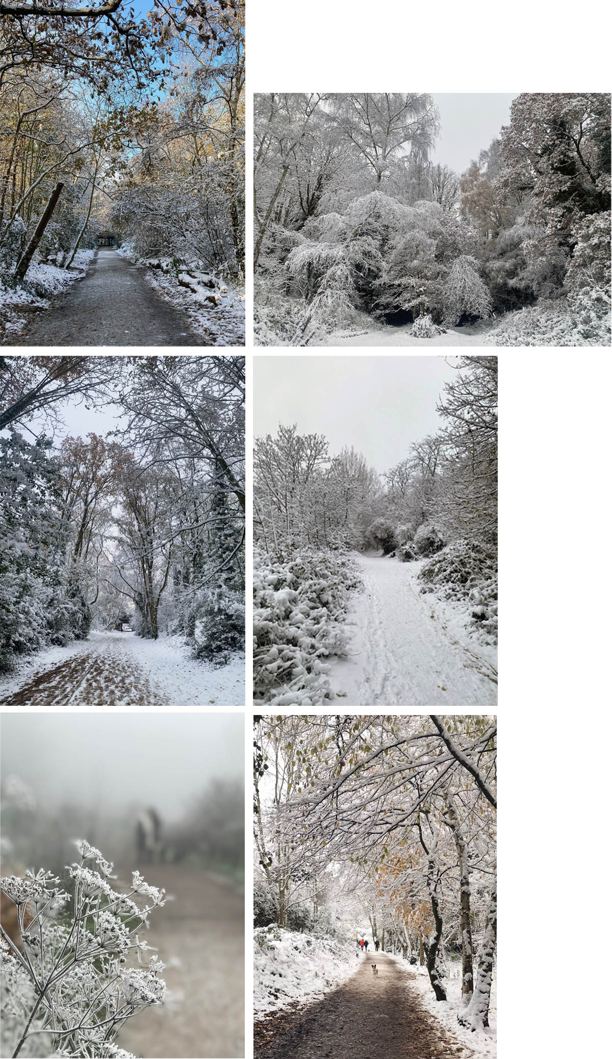 composite for newsletter Christmas cards