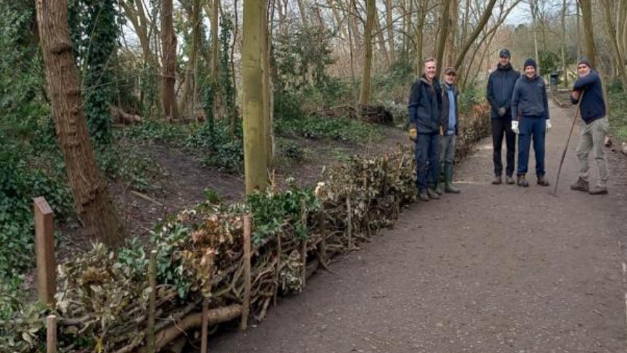 Dead hedge in Muswell Hill