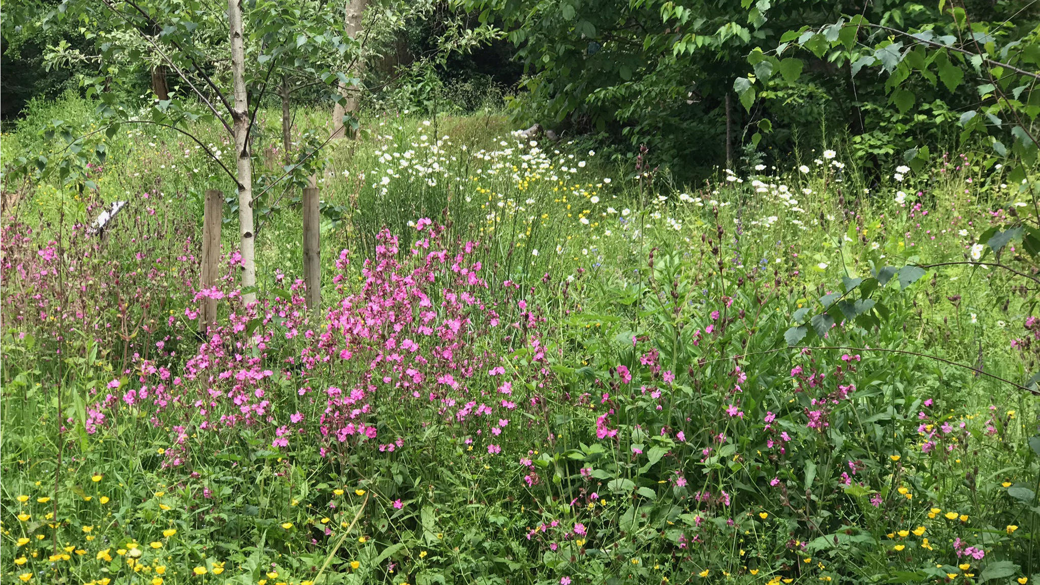 Summer wildflowers