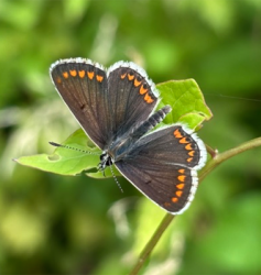 Brown argus
