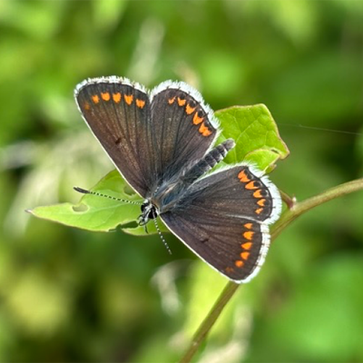 Brown argus